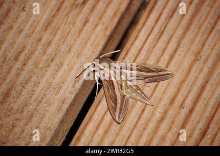 Vista dorsale dell'isolata Vine Hawkmoth (ippozione celerio) di notte Foto Stock