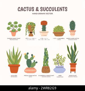 Clipart set di cactus e piante succulente per spazi interni. Raccolta di piante e vasi. Nomi inglesi e scientifici sotto il disegno della pianta. Colorante Illustrazione Vettoriale