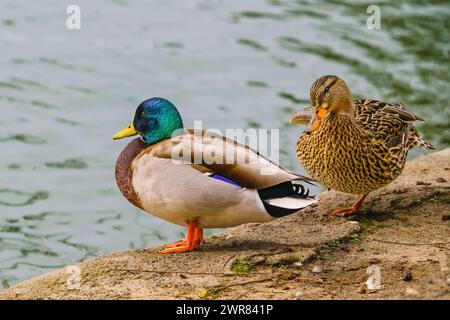 Le anatre di Mallard (Anas platyrhynchos). Ritratti ravvicinati di anatre selvatiche maschili e femminili in piedi sulla spiaggia, vicino allo stagno, acqua verde con sole Foto Stock