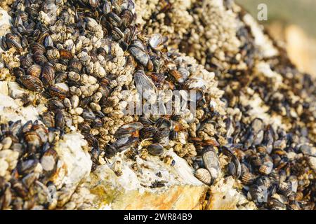 I barnacoli d'oca, o barnacoli stalati o barnacoli a collo d'oca, sono crostacei che alimentano il filtro attaccati alle rocce ad Avila Beach, California Foto Stock