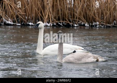 Nord America; Stati Uniti; Wyoming; Yellowstone Park; Madison River; inverno; fauna selvatica; uccelli; uccelli acquatici; cigno trombettiere; Cygnus buccinator.; adulti Foto Stock