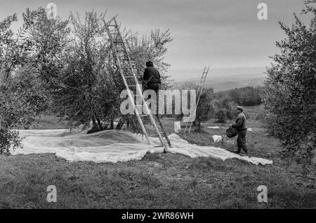 Olive Harvest Umbria Italy 1991 scansione realizzata nel 2024 Foto Stock