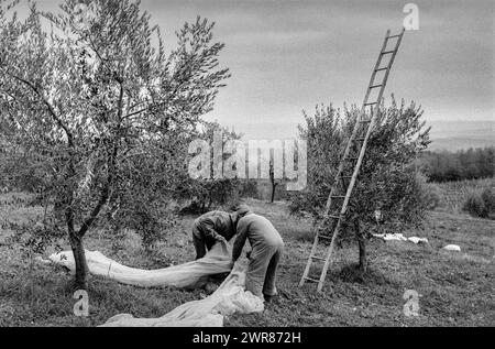 Olive Harvest Umbria Italy 1991 scansione realizzata nel 2024 Foto Stock