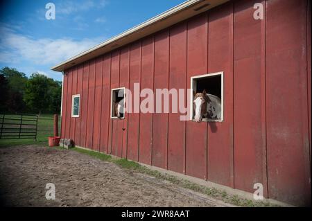 Fienile in legno dipinto di rosso con tre finestre aperte due cavalli che chiudono la testa fuori dalle finestre e guardano le pareti esterne della telecamera Foto Stock