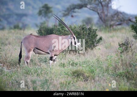 Beisa oryx (Oryx beisa), maschio in pascolo ricco a seguito di piogge non stagionali dovute ai cambiamenti climatici Foto Stock