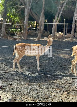 Due cervi e un giovane puledro in diversi habitat dello zoo Foto Stock