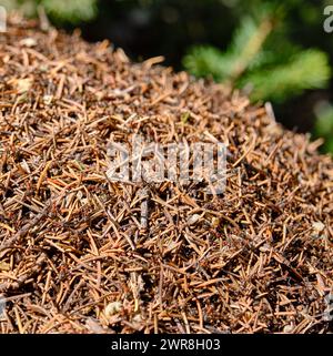 Vista ravvicinata di un anguilla in una foresta di conifere Foto Stock