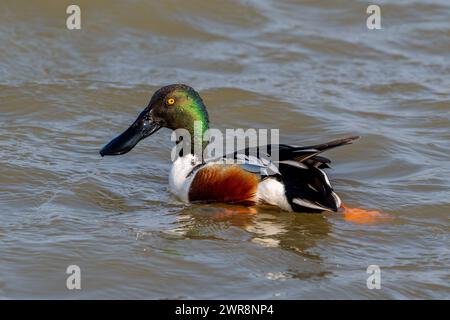 Shoveler settentrionale (Spatula clypeata), maschio / drake in nidificazione piumaggio nuoto in stagno Foto Stock