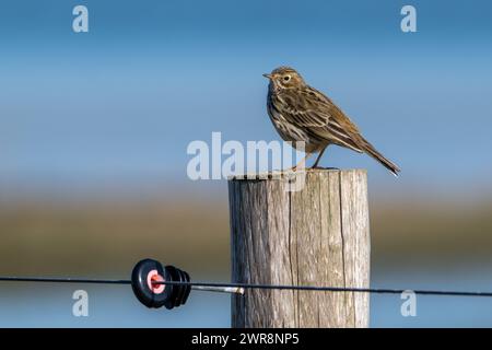 Pipito di prato (Anthus pratensis) arroccato su un palo di recinzione di legno lungo la prateria Foto Stock