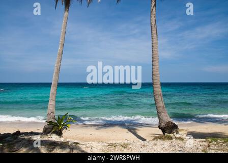 Due palme vicino all'oceano su una spiaggia sabbiosa Foto Stock