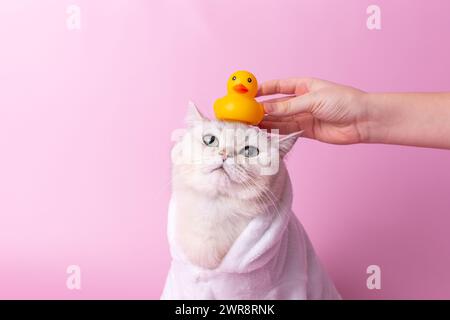 Un simpatico gatto bianco è seduto in un cappotto bianco, una mano dei bambini gli mette un'anatra di gomma gialla sulla testa Foto Stock