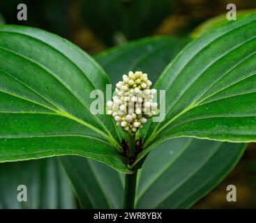 Inizio fiori e foglie di una Medinilla magnifica come primo piano Foto Stock