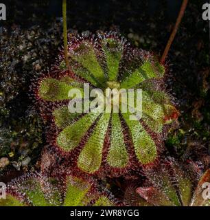 Sundew (Drosera admirabilis) è una pianta carnivora Foto Stock