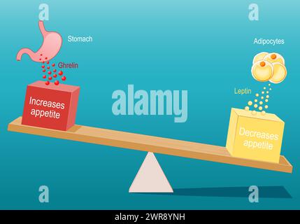 Controllo e regolazione dell'appetito. Ormoni della fame e della sazietà. Grelin e leptin. disturbi alimentari. Lo stomaco produce ormone ghrelina per l'appetito incre Illustrazione Vettoriale