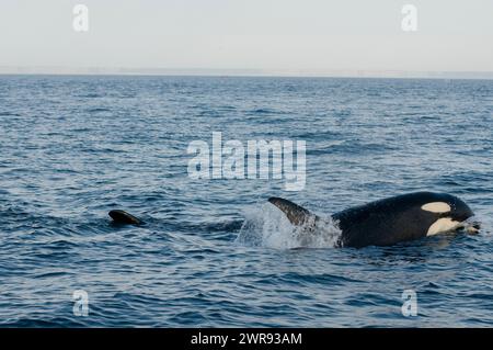 Orca o Bigg's Killer Whales, Salish Sea, British Columbia, Canada, Pacifico Foto Stock