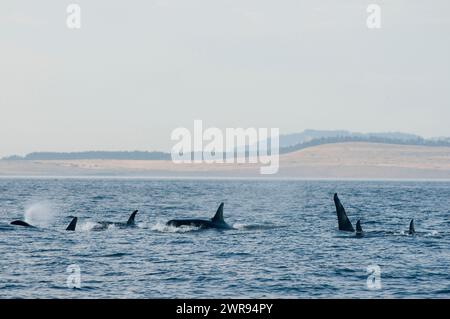 Pod of Orca o Bigg's Killer Whales, Salish Sea, British Columbia, Canada, Oceano Pacifico Foto Stock