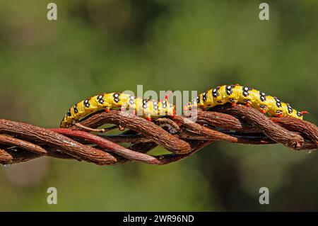 Euphorbia Hawkmoth caterpillar, Hyles euphorbiae su un ramo. Foto Stock