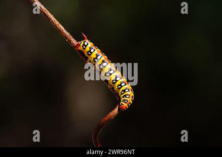 Euphorbia Hawkmoth caterpillar, Hyles euphorbiae su un ramo. Foto Stock