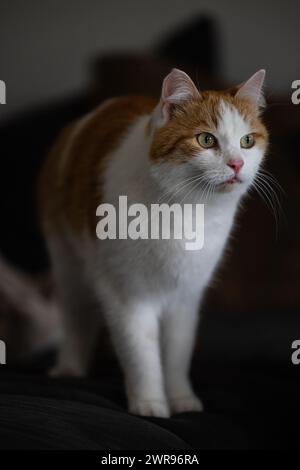 Un gatto arancione e bianco appollaiato su un divano Foto Stock