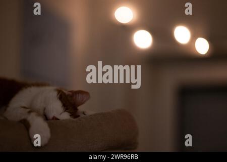 Un gattino bianco che nuota tranquillamente su una sedia con la testa appoggiata su un cuscino Foto Stock