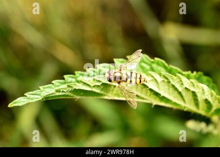 Mosca Hoverfly appoggiata su una foglia verde, vista dall'alto. Foto Stock