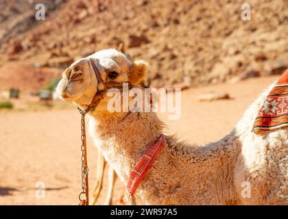 Cammelli nel deserto Wadi Rum, la Valle della Luna, sabbia rossa, arenaria rossa, Giordania Foto Stock