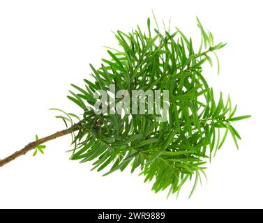 Bacche di tasso giapponesi. Taxaceae conifere sempreverdi. Le bacche sono utilizzate per il cibo crudo e il vino di frutta, ma i semi sono tossici e il legno è usato per il granchio Foto Stock