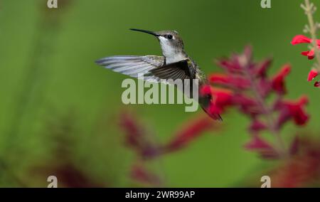 Il colibrì rubino giace vicino ai fiori Foto Stock