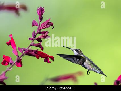 Il colibrì si libra di fiori rosa e le sue ali sono trasparenti contro la luce estiva Foto Stock