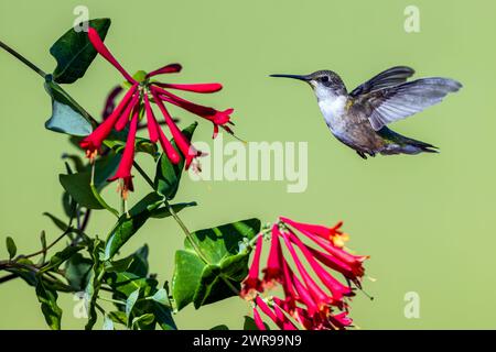 Hummingbird in volo, che si libra accanto a un fiore di caprifoglio per nutrirsi del suo nettare Foto Stock