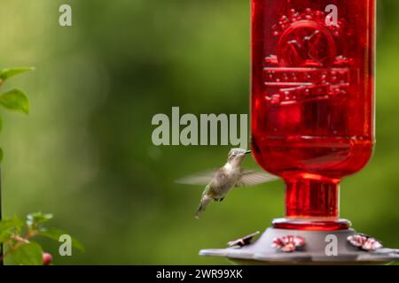 Il colibrì si alza vicino all'alimentatore rosso in un giorno d'estate in giardino. Foto Stock