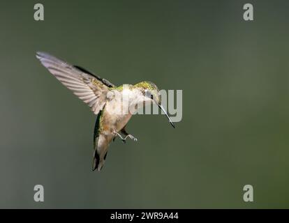 Il colibrì femminile si libra in volo su sfondo verde con spazio per il testo Foto Stock