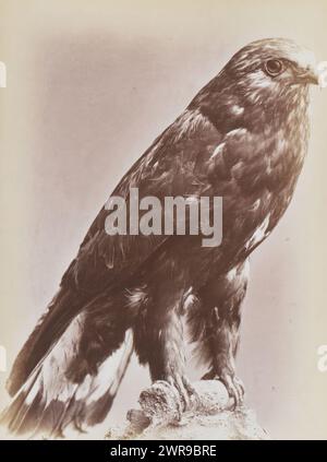 Buzzard montato a gambe sgrossate, Buzzard var Black Hawk a gambe sgrossate (titolo sull'oggetto), William Notman, 1871 - 1876, carta, stampa albume, altezza 139 mm x larghezza 103 mm, fotografia Foto Stock