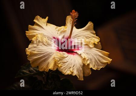 Fiore di ibisco singolo 15847 Foto Stock