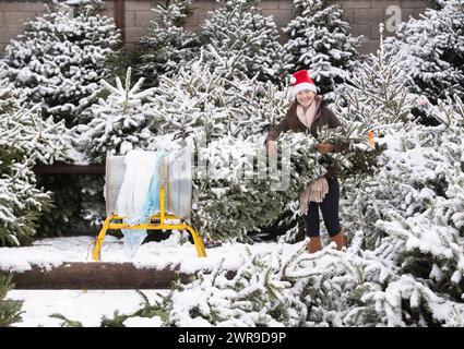 29/11/21, con la scuola chiusa a causa del tempo nevoso, la tredicenne Devan Ibbs aiuta a caricare gli alberi di Natale innevati nel nonno» Foto Stock