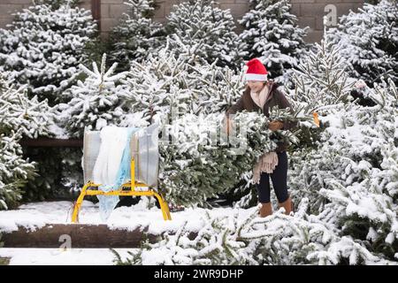 29/11/21, con la scuola chiusa a causa del tempo nevoso, la tredicenne Devan Ibbs aiuta a caricare gli alberi di Natale innevati nel nonno» Foto Stock