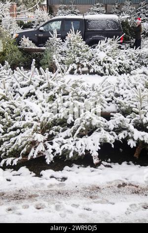 29/11/21, con la scuola chiusa a causa del tempo nevoso, la tredicenne Devan Ibbs aiuta a caricare gli alberi di Natale innevati nel nonno» Foto Stock