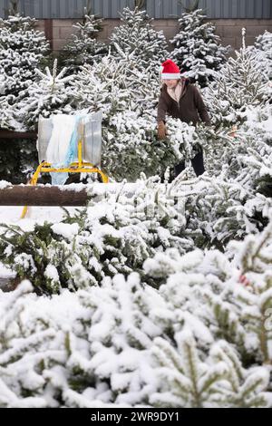 29/11/21, con la scuola chiusa a causa del tempo nevoso, la tredicenne Devan Ibbs aiuta a caricare gli alberi di Natale innevati nel nonno» Foto Stock