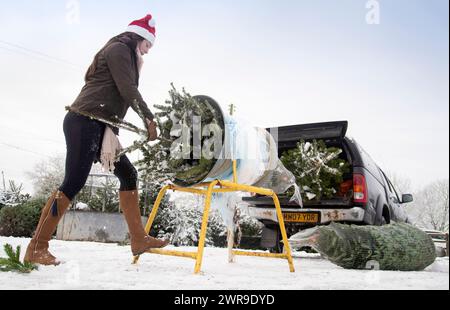 29/11/21, con la scuola chiusa a causa del tempo nevoso, la tredicenne Devan Ibbs aiuta a caricare gli alberi di Natale innevati nel nonno» Foto Stock