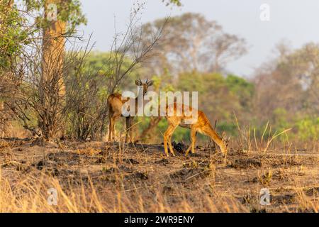 Puku maschile e femminile (Kobus vardonii) in piedi sotto l'albero nel Parco Nazionale di Kafue nello Zambia occidentale, nell'Africa meridionale Foto Stock
