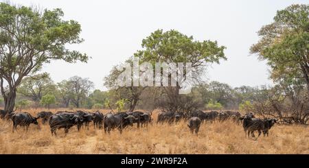 Bufalo africano (Syncerus caffer) in erba nel Parco Nazionale di Kafue nello Zambia occidentale, Africa meridionale Foto Stock