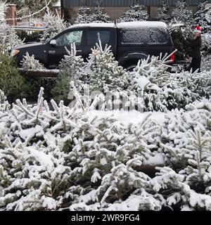 29/11/21, con la scuola chiusa a causa del tempo nevoso, la tredicenne Devan Ibbs aiuta a caricare gli alberi di Natale innevati nel nonno» Foto Stock