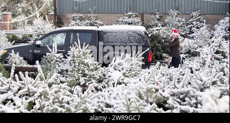 29/11/21, con la scuola chiusa a causa del tempo nevoso, la tredicenne Devan Ibbs aiuta a caricare gli alberi di Natale innevati nel nonno» Foto Stock