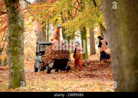 18/11/21 armato solo di rastrelli e rastrelli , i lavoratori del Consiglio comunale di Birmingham liberano le foglie dai 55 acri di Aston Park nel centro di Birmingham An Foto Stock