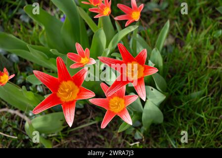 Primi tulipani rossi all'inizio della primavera, tulipani da giglio d'acqua, (Tulipa kaufmanniana) Plattling, Baviera, Germania Foto Stock