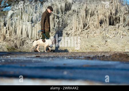 10/02/21 Nick Taylor cammina su springer spaniel, Chester, davanti a un riccio incastrato in ghiaccioli giganti che si sono formati durante la notte a Ellastone, sul Derbyshire St Foto Stock