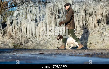 10/02/21 Nick Taylor cammina su springer spaniel, Chester, davanti a un riccio incastrato in ghiaccioli giganti che si sono formati durante la notte a Ellastone, sul Derbyshire St Foto Stock