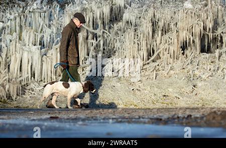 10/02/21 Nick Taylor cammina su springer spaniel, Chester, davanti a un riccio incastrato in ghiaccioli giganti che si sono formati durante la notte a Ellastone, sul Derbyshire St Foto Stock