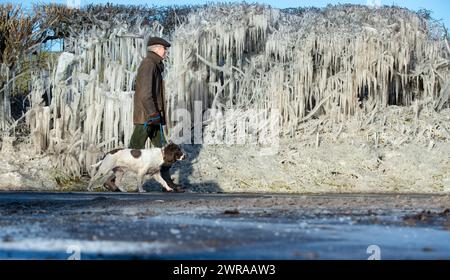 10/02/21 Nick Taylor cammina su springer spaniel, Chester, davanti a un riccio incastrato in ghiaccioli giganti che si sono formati durante la notte a Ellastone, sul Derbyshire St Foto Stock