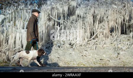 10/02/21 Nick Taylor cammina su springer spaniel, Chester, davanti a un riccio incastrato in ghiaccioli giganti che si sono formati durante la notte a Ellastone, sul Derbyshire St Foto Stock